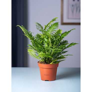 Paproć 'Silver Lady'