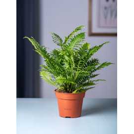 Paproć 'Silver Lady'