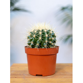 Kaktus - Fotel Teściowej | Mały