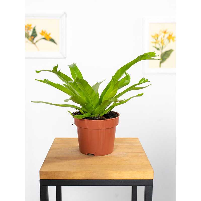 Asplenium 'Crissie' | Mały Asplenium 'Crissie' | Mały