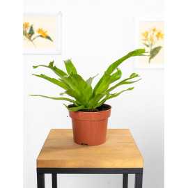 Asplenium 'Crissie' | Mały