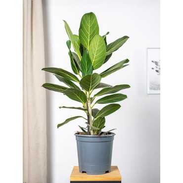 Fikus 'Audrey' | Duży