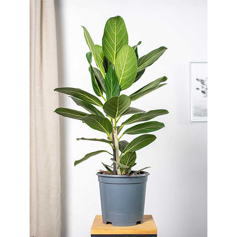 Fikus 'Audrey' | Duży