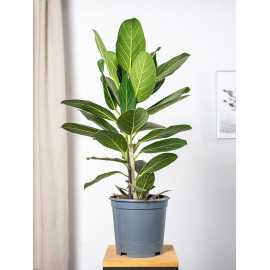 Fikus 'Audrey' | Duży