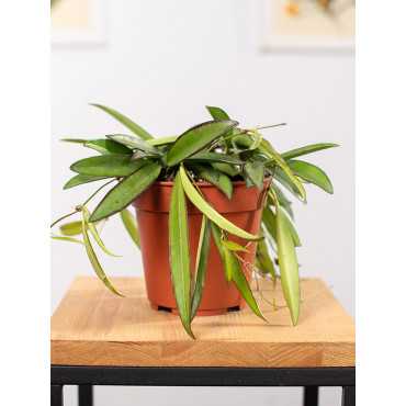 Hoja wayetti | Mała