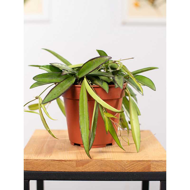 Hoja wayetti | Mała