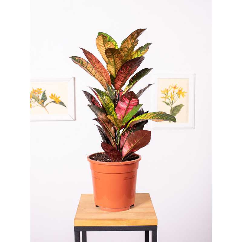 Kroton 'Mrs. Iceton'