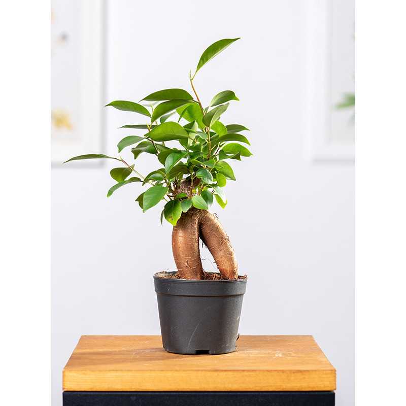 Bonsai Ficus Ginseng | Mały