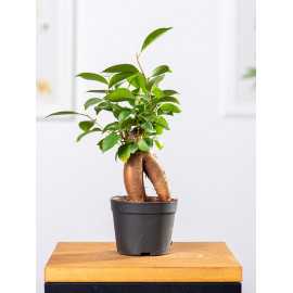 Bonsai Ficus Ginseng | Mały