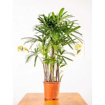 Rapis wyniosły | Duży