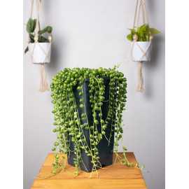 Senecio Rowleya | Mały