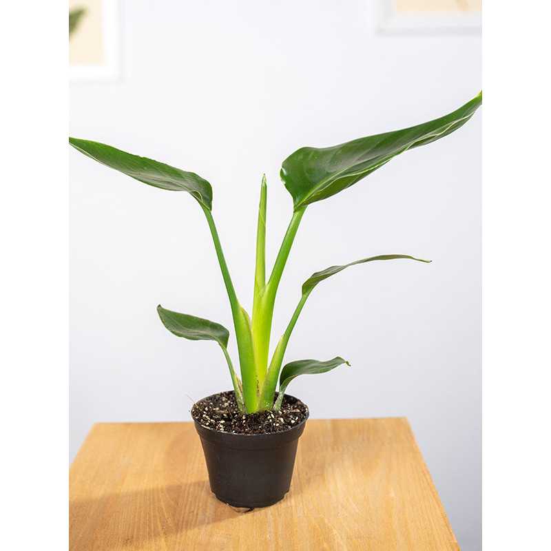 Strelicja biała | Mała