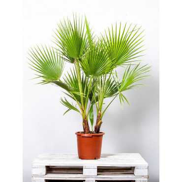 Palma Waszyngtonia | Duża