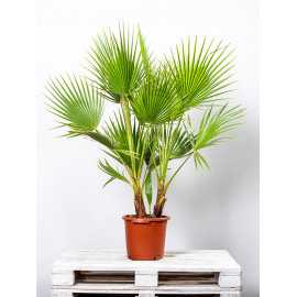 Palma Waszyngtonia | Duża