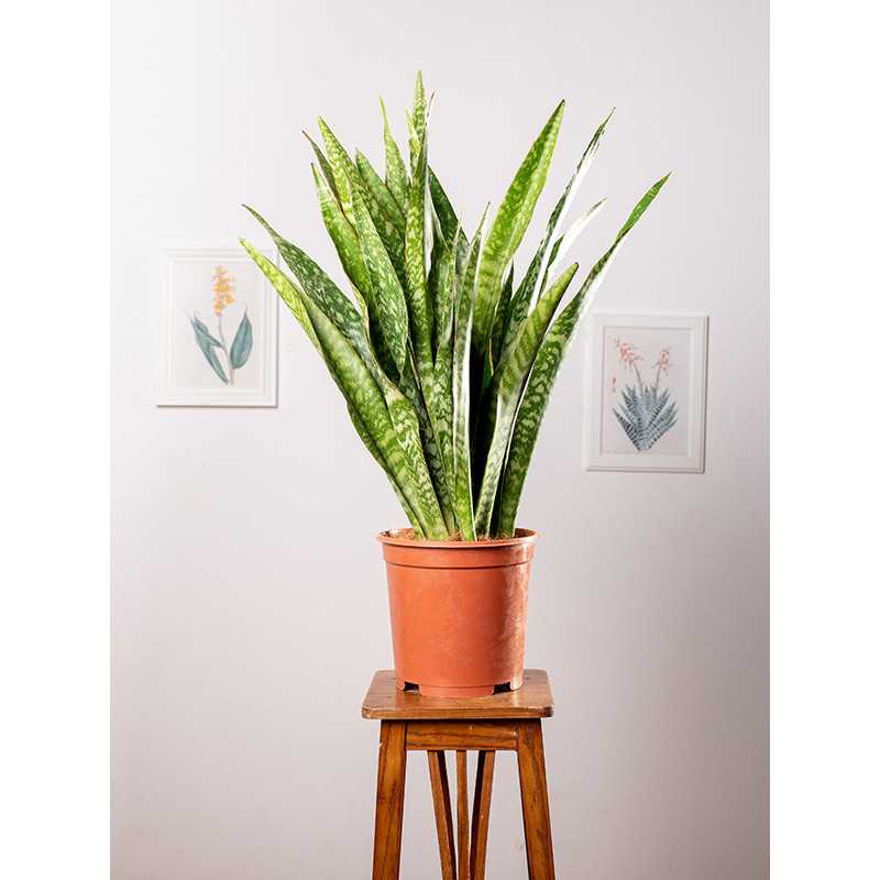 Sansewieria aubrytiana