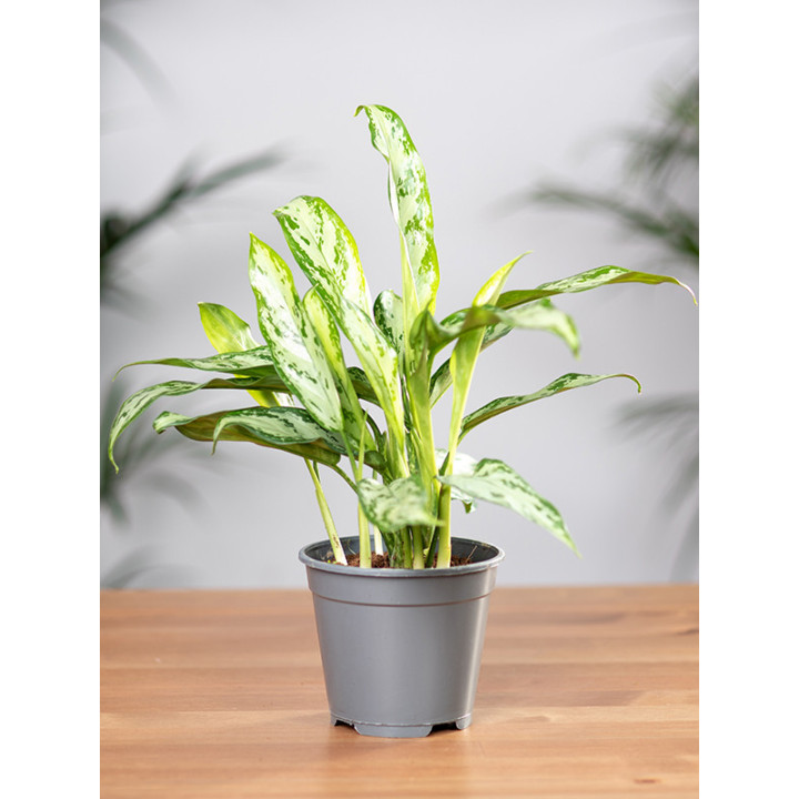 Aglaonema 'Silver Queen' | Mała