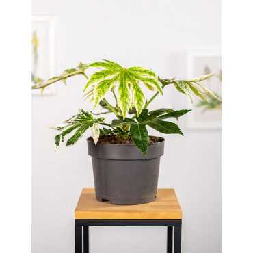 Fatsja japońska 'Spider's Web'