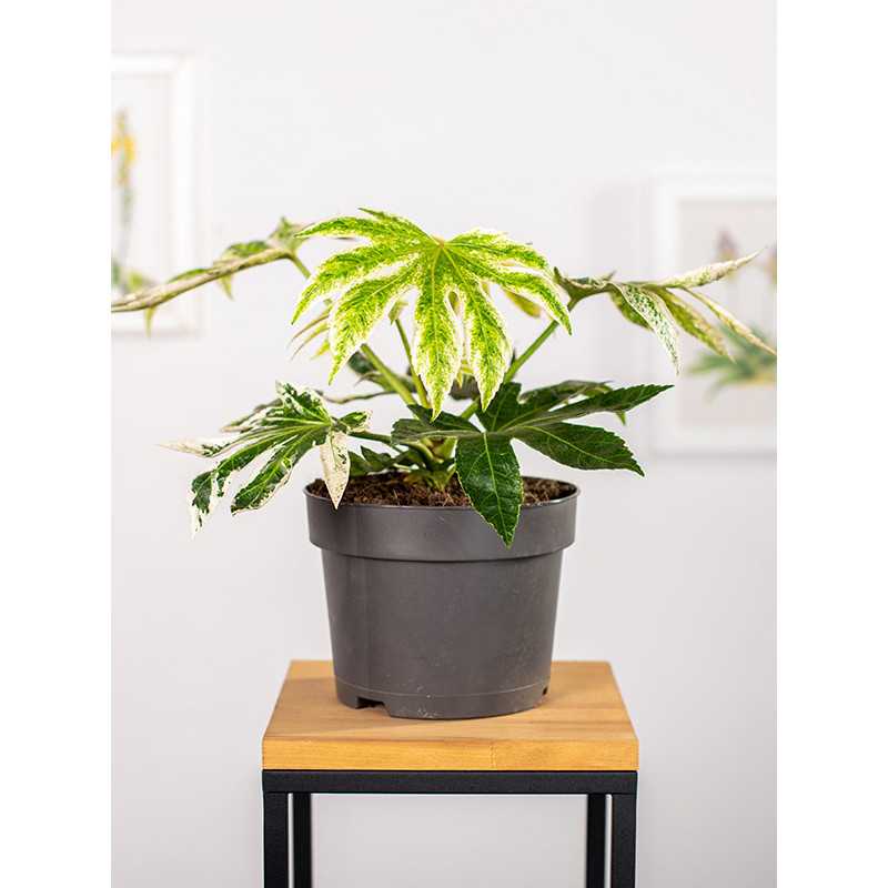 Fatsja japońska 'Spider's Web'