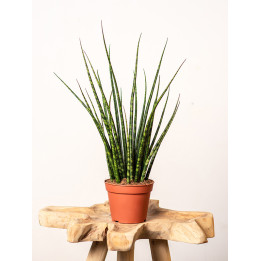 Sansewieria 'Fernwood Mikado'