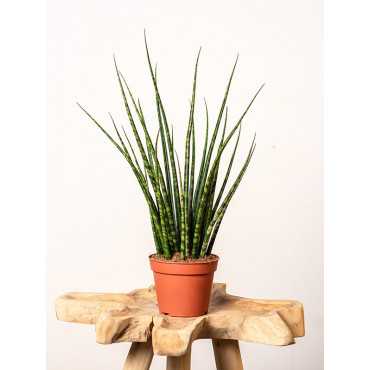 Sansewieria 'Fernwood Mikado'
