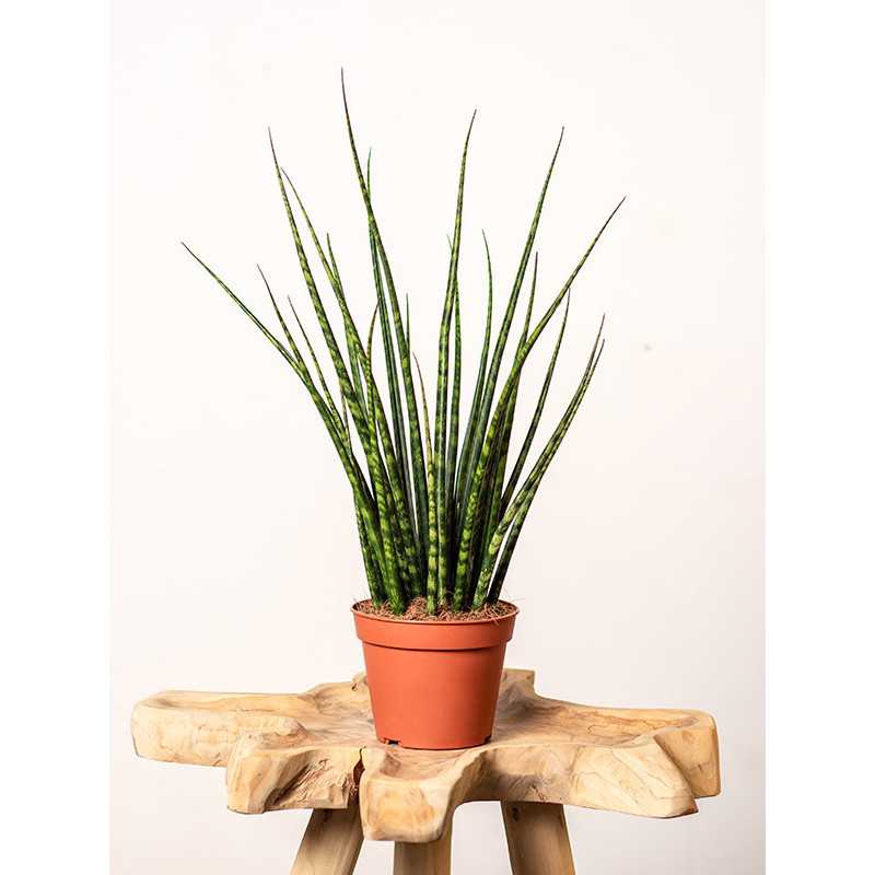 Sansewieria 'Fernwood Mikado'