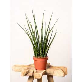 Sansewieria 'Fernwood Mikado'