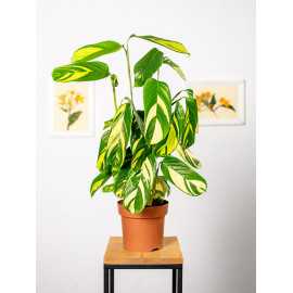 Ctenanthe 'Golden Mosaic'