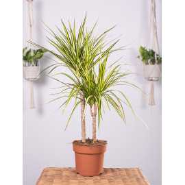 Dracena 'Sunray'