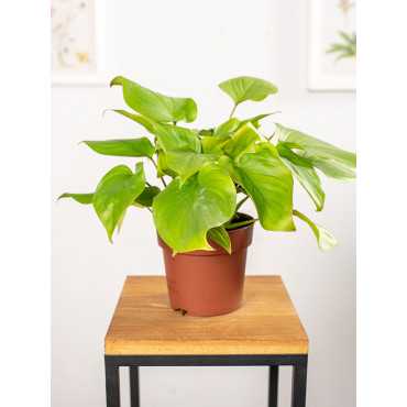 Homalomena ‘Maggy' | Mała