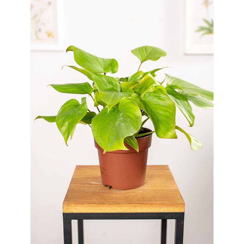 Homalomena ‘Maggy' | Mała
