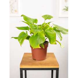 Homalomena ‘Maggy' | Mała