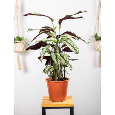 Kalatea 'White Star'