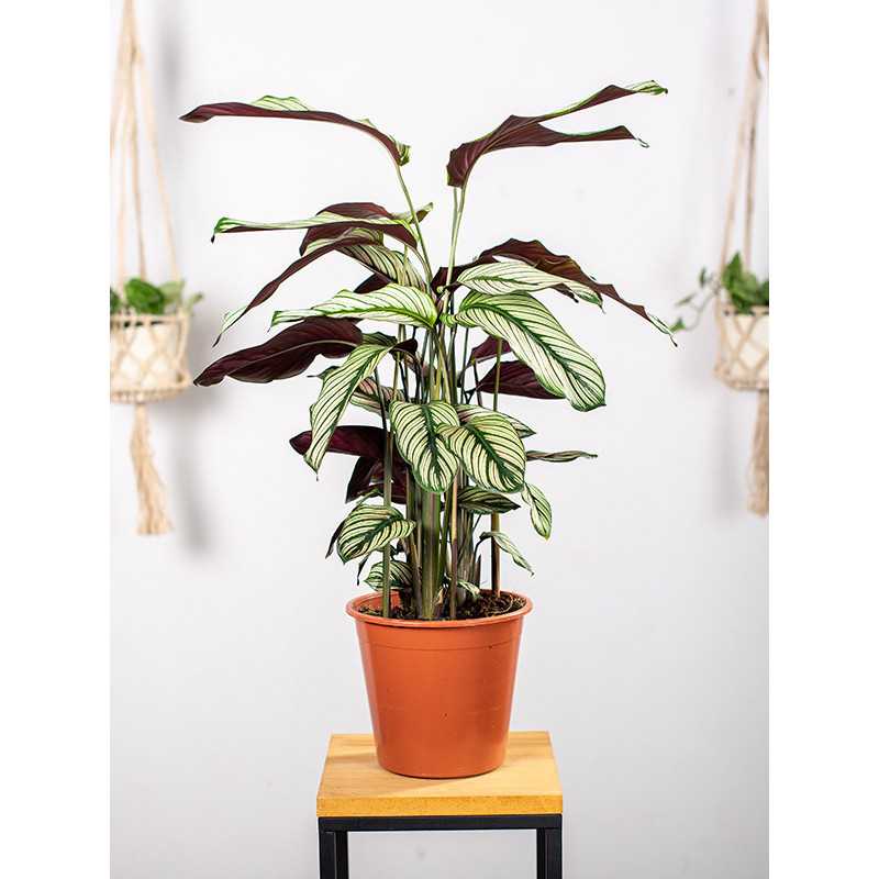 Kalatea 'White Star'