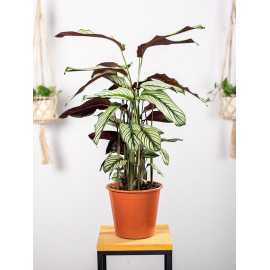 Kalatea 'White Star'