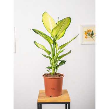 Difenbachia 'Summer Style'