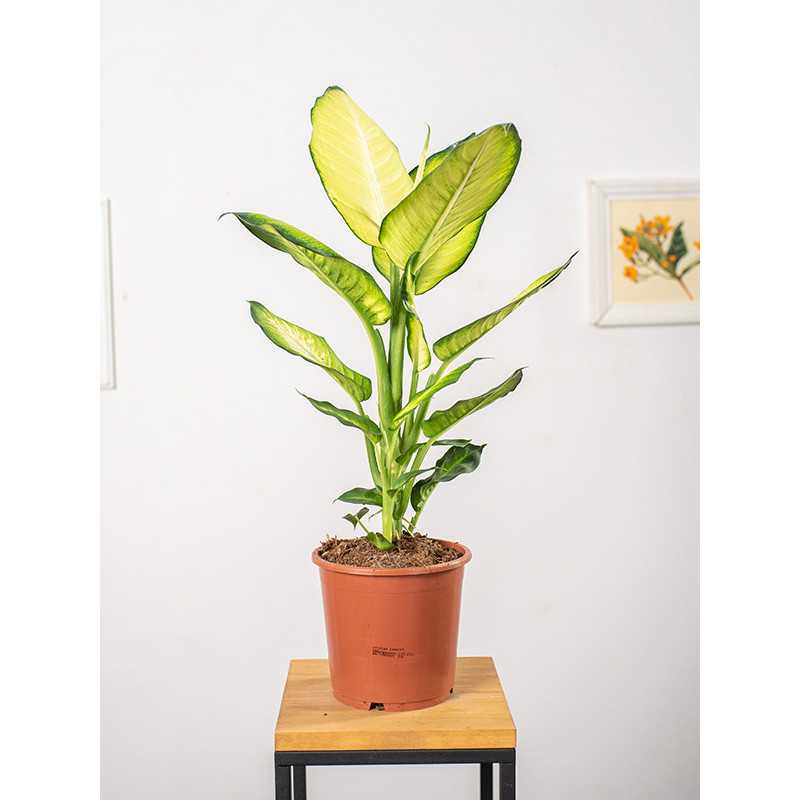 Difenbachia 'Summer Style'