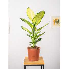 Difenbachia 'Summer Style'