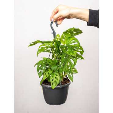 Monstera 'Monkey Mask' | Doniczka Wisząca