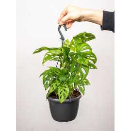 Monstera 'Monkey Mask' | Doniczka Wisząca