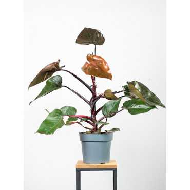 Filodendron 'Pink Princess' | Duży