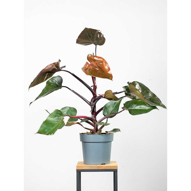 Filodendron 'Pink Princess' | Duży