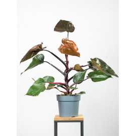 Filodendron 'Pink Princess' | Duży