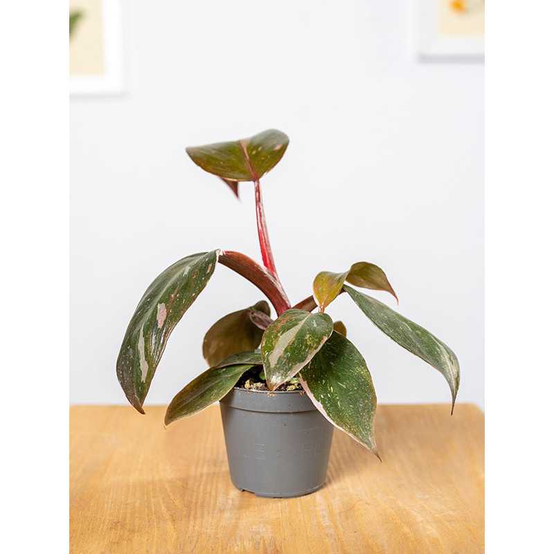Filodendron 'Pink Princess' | Mały