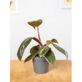 Filodendron 'Pink Princess' | Mały