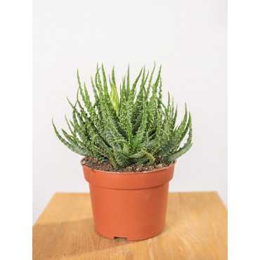 Aloes niski | Mały