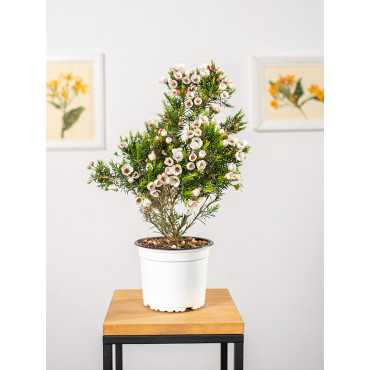 Chamelaucium 'My Sweet Si' na pniu | Małe