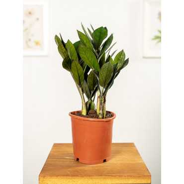 Zamiokulkas 'Supernova' | Mały