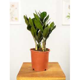 Zamiokulkas 'Supernova' | Mały