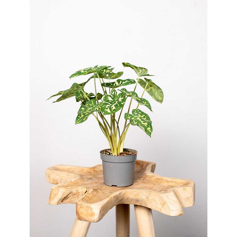 Alokazja 'Hilo Beauty' | Mała