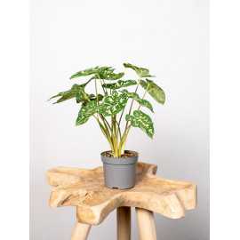 Alokazja 'Hilo Beauty' | Mała